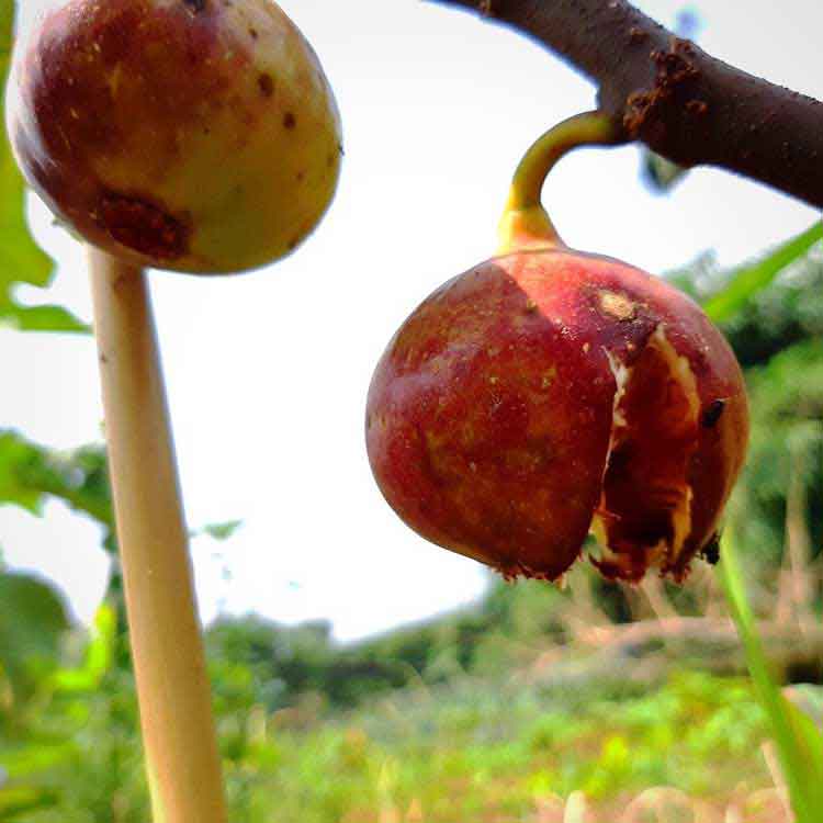 درآمد میلیاردی با احداث باغ مدرن در ایلام