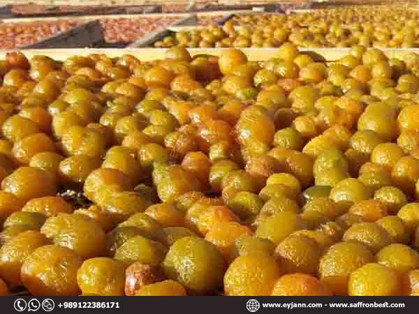 فروش عمده آلو بخارا - انواع آلو بخارا + قیمت