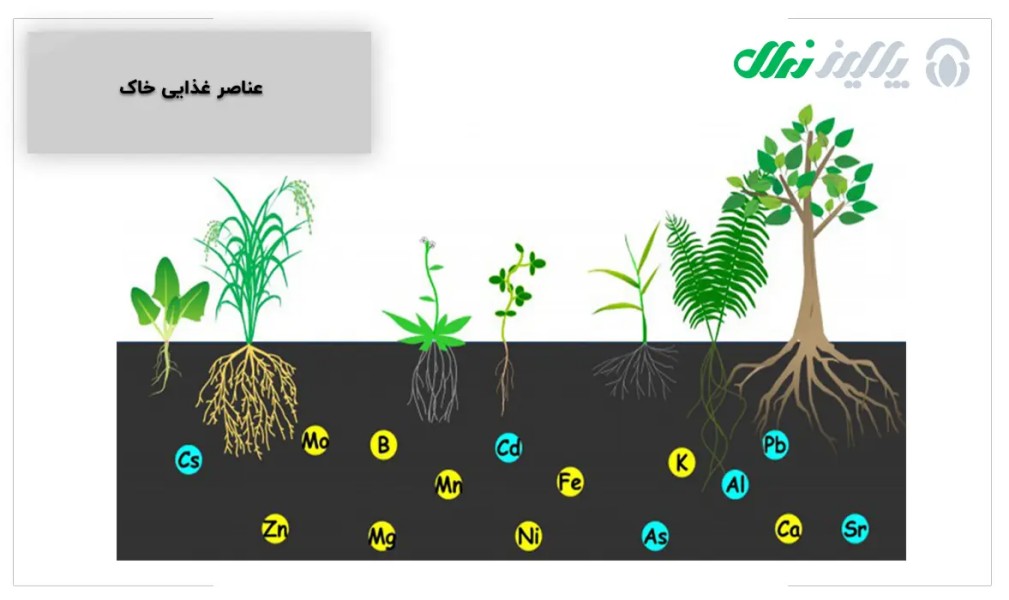 کافی بودن عناصر غذایی در خاک برای کاشت نهال