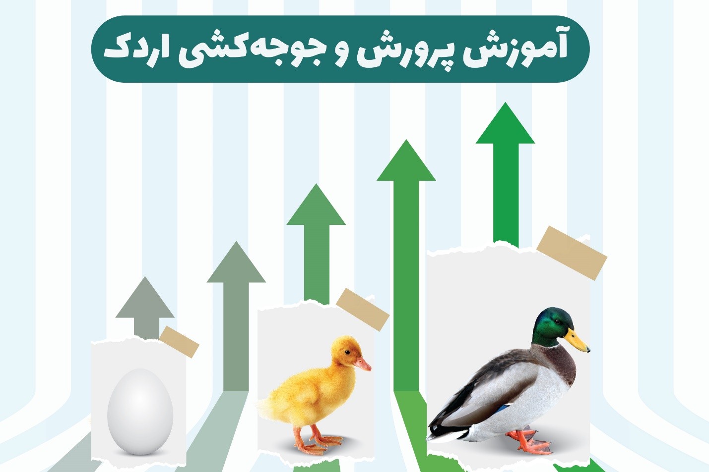آموزش کسب درآمد با دستگاه جوجه‌کشی خانگی