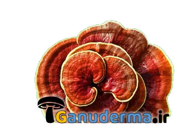 قهوه فوری سوپریم - کامل ترین و غنی ترین نوشیدنی