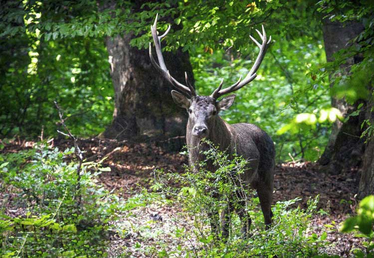جنگلهای هیرکانی؛ میراث جهانی یونسکو