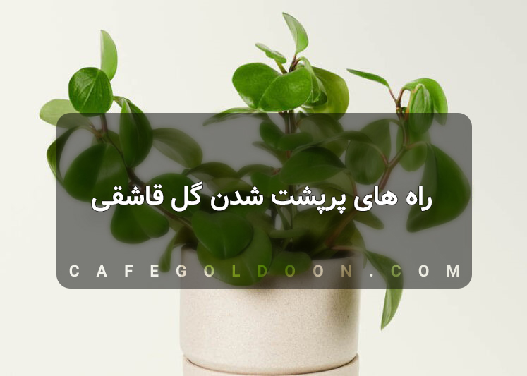 راه های پرپشت شدن گل قاشقی