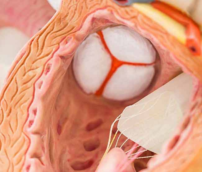  همه جراحان قلب ایرانی، با شرکت در کنکور تجربی و قبولی در آن، دوره پزشکی عمومی را گذراندهاند