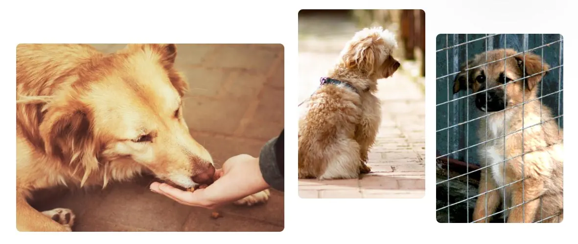 پا به پای پنجه هاشون مهربانی را هدیه دهیم