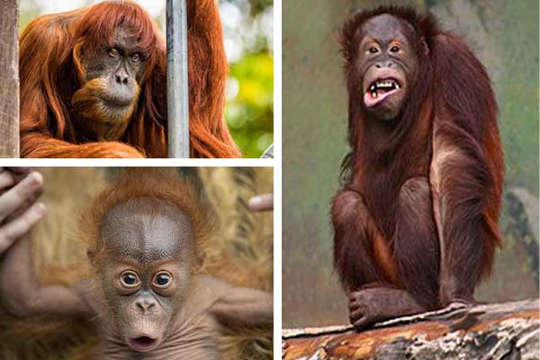 تعبیر خواب اورانگوتان - لیست کامل تعبیر دیدن اورانگوتان در خواب 