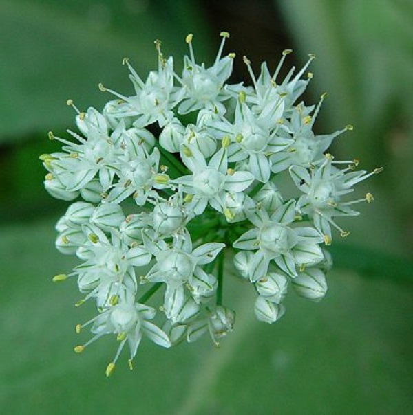 گل گیاه پیاز