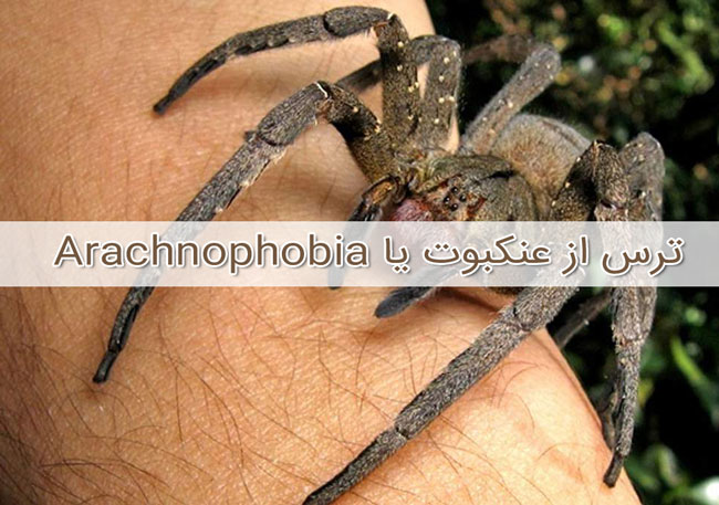  ترس از عنکبوت یا Arachnophobia