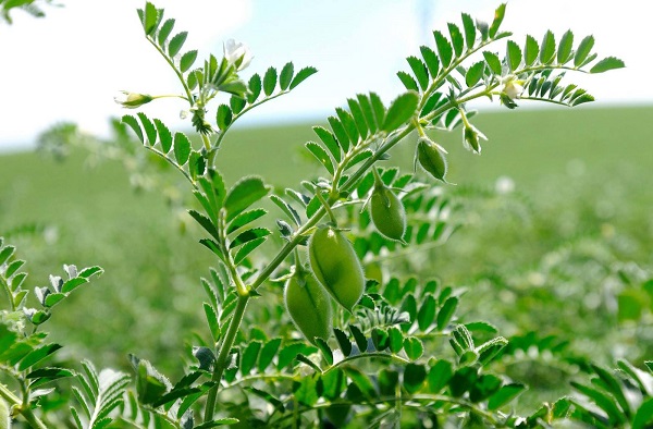 بوته نخود