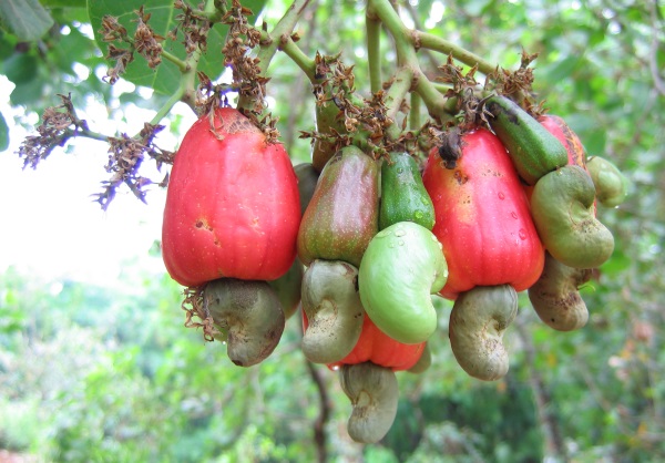 بادام هندی به انتهای سیب بادام هندی می چسبد.