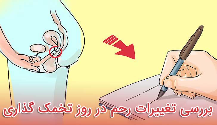 روش های خانگی برای تشخیص روز تخمک گذاری
