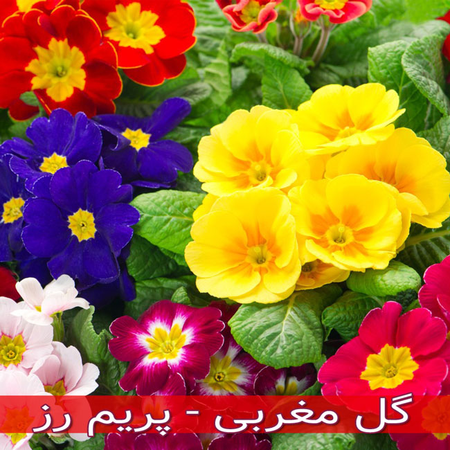 گل مغربی - پریم رز 