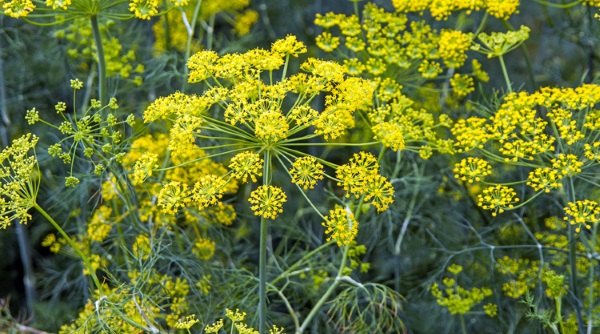 گل های گیاه رازیانه