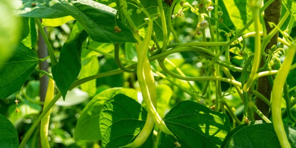 10خاصیت غذایی و دارویی لوبیا سبز + جدول ارزش غذایی