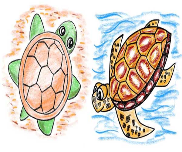 نقاشی لاک پشت با مداد رنگی-نقاشی لاک پشت-نقاشی لاکپشت برای کلاس اول-نقاشی لاک پشت زیبا در دریا