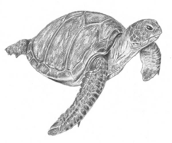 طراحی لاک پشت وحشی با مداد سیاه-طراحی لاک پشت ساده-طراحی با مداد سیاه-آموزش نقاشی لاک پشت با مداد