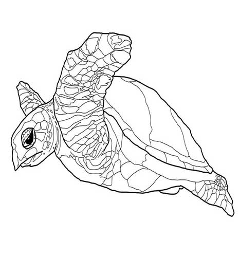 نقاشی سیاه قلم-نقاشی لاک پشت بامزه زیبا-مراحل طراحی لاک پشت ساده و اموزش نقاشی لاک پشت با مداد سیاه-طراحی با مداد سیاه