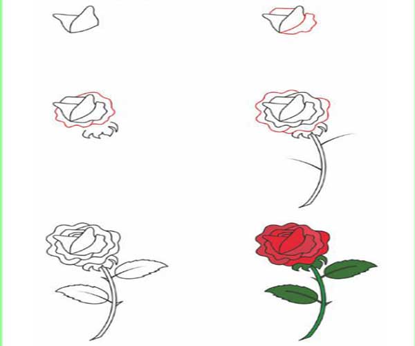 عکس نقاشی گل رز آسان و سخت برای سنین مختلف عکس نقاشی گل رز آسان و سخت برای سنین مختلف