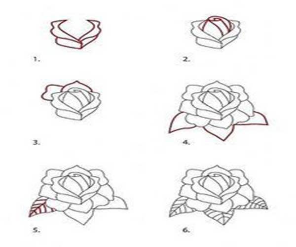 how to draw a rose