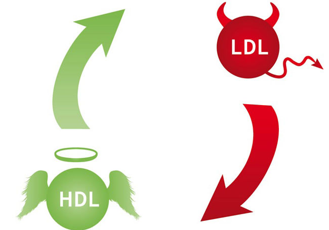 HDL چیست؟