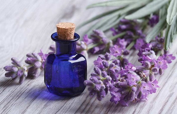 درمان سوختگی با آلوئه ورا و روغن اسطوخودوس