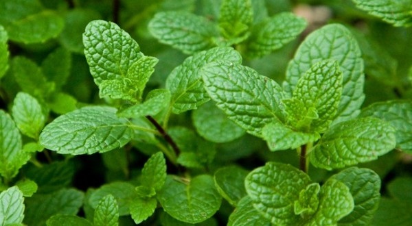 ماسک موز و نعناع برای رفع کک و مک