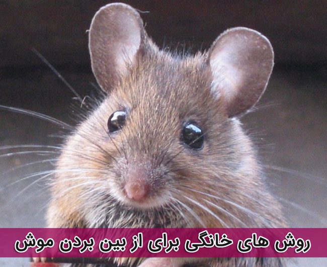 9 روش خانگی برای فراری دادن و از بین بردن موش