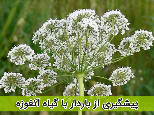 جلوگیری از بارداری با 17 گیاهان دارویی - طب سنتی