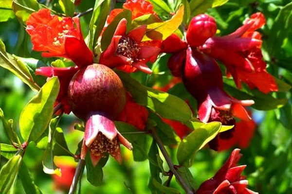 شکوفه های انار