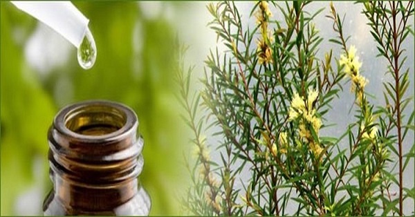 روغن درخت چای