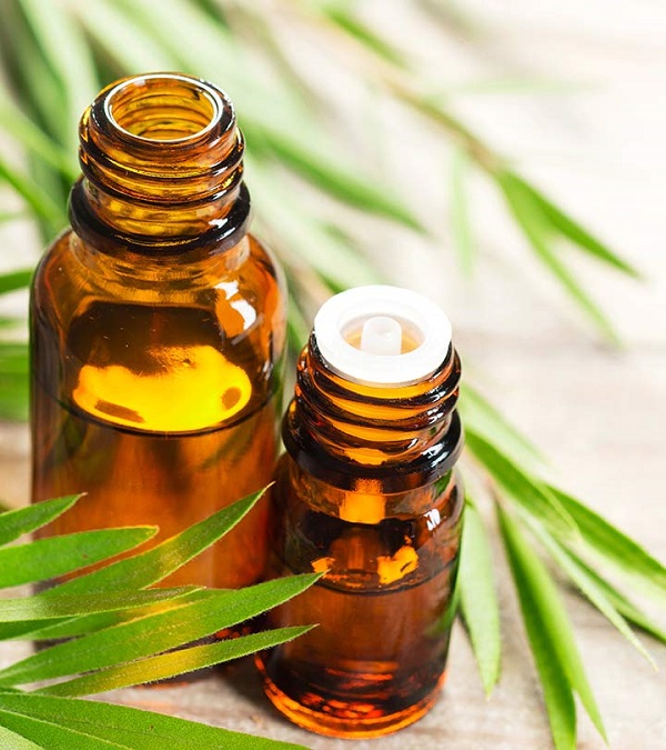 روغن درخت چای برای درمان قارچ های پوستی یا درماتوفیتوز