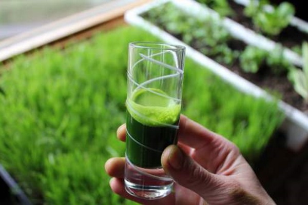 آب سبزه گندم برای درمان مولوسکوم