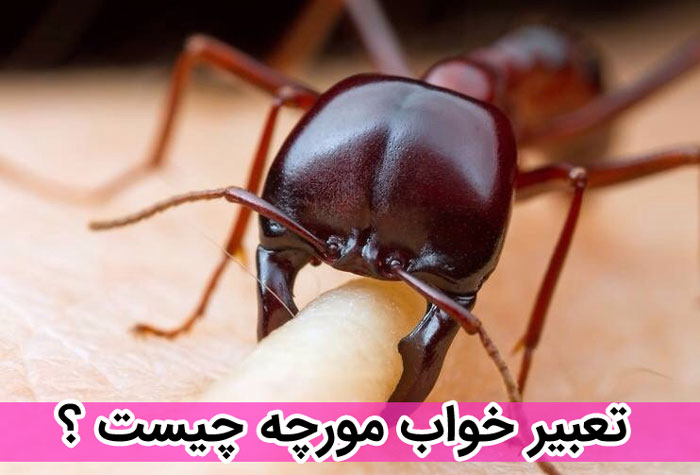 تعبیر خواب مورچه چیست ؟ 
