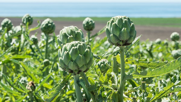 بوته کنگر فرنگی