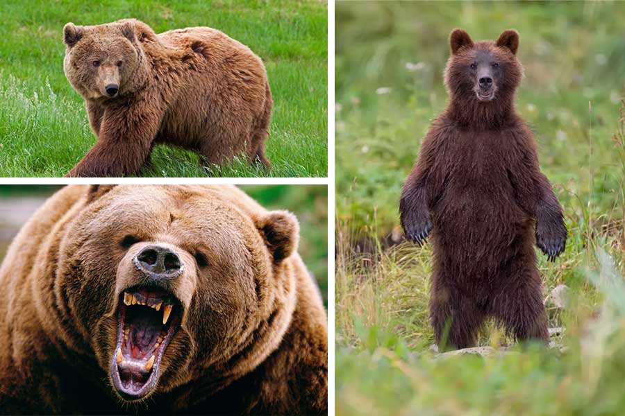 تعبیر خواب خرس - لیست 49 معنی جدید دیدن خرس در خواب