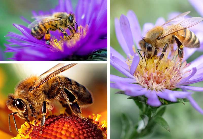 تعبیر خواب زنبور عسل - لیست 32 معنی «دیدن زنبور عسل در خواب»