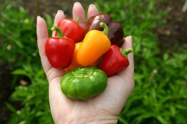 فلفل دلمه ای باعث کاهش احتمال بروز بیماری پارکینسون می شود 