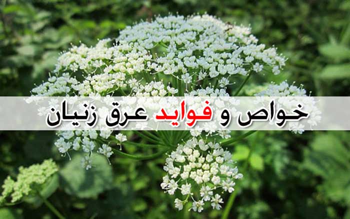 عرق زنیان - خواص + عوارض و تداخل دارویی زنیان