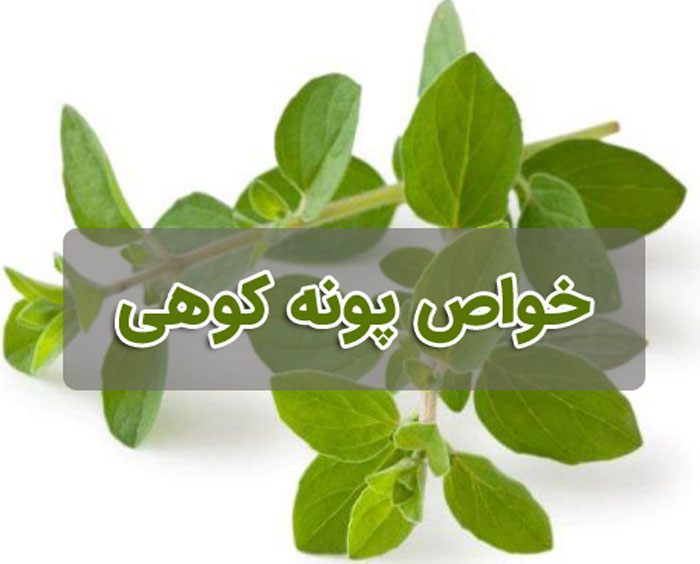 خواص پونه کوهی - 7 خاصیت مهم و دارویی پونه کوهی
