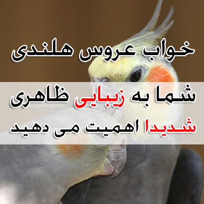 تعبیر خواب پرنده - لیست 104 معنی مختلف دیدن پرنده در خواب