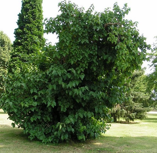 گونه ای از درخت شاه توت