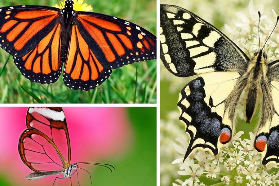 تعبیر خواب پروانه - لیست 67 معنی کامل دیدن پروانه در خواب