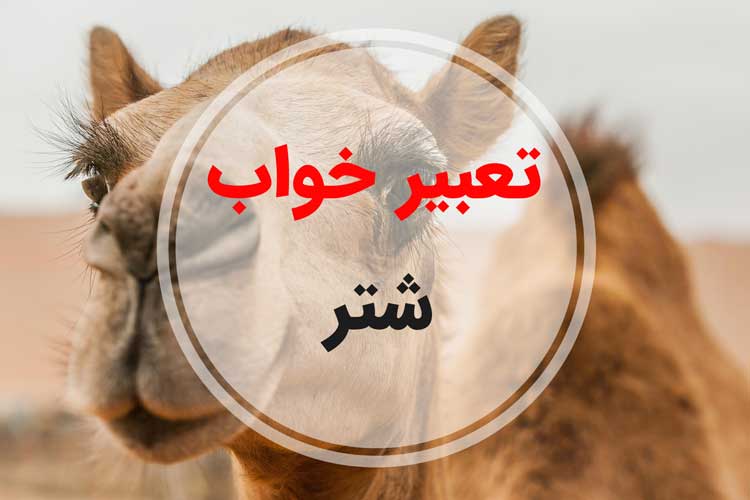 تعبیر خواب شتر - لیست 129 معنی جدید دیدن شتر در خواب