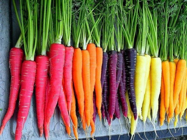 هویج احتمال بروز بیماری های قلبی و سکته را کاهش می دهد