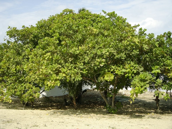 درخت بادام هندی