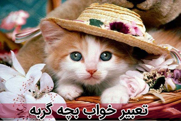 تعبیر خواب بچه گربه 