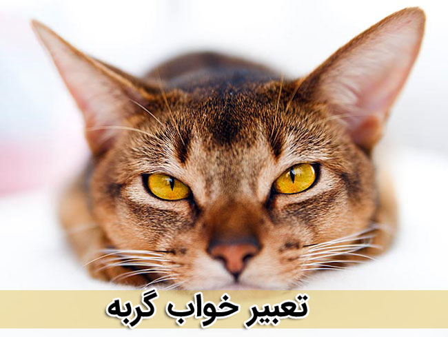 تعبیر خواب گربه - تعبیر خواب متفاوت - دیدن گربه در خواب چه معنی دارد ؟ 