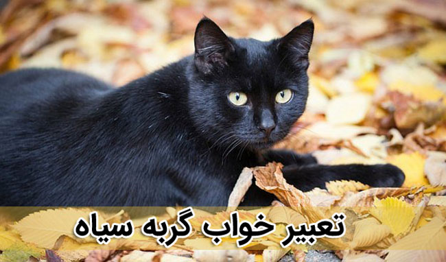 تعبیر خواب گربه سیاه 
