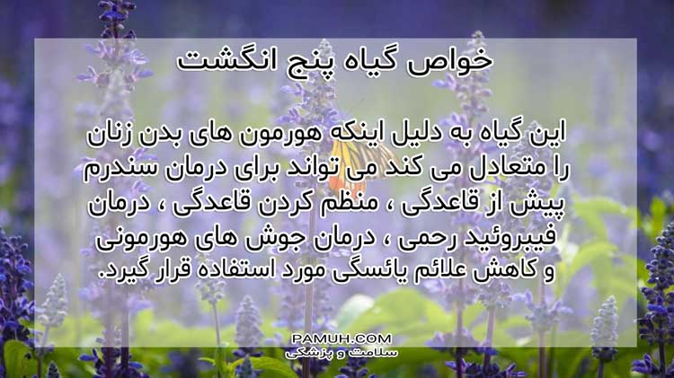 پنج انگشت - خواص دارویی + عوارض جانبی و روش مصرف