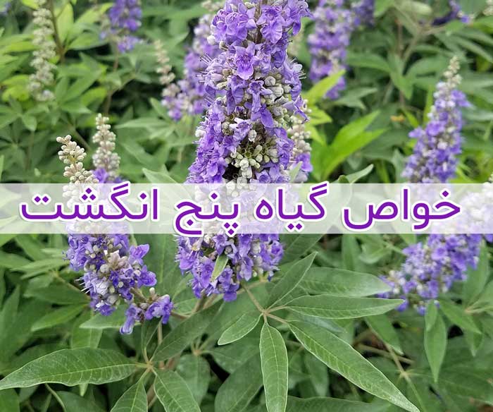 خواص و فواید گیاه پنج انگشت 
